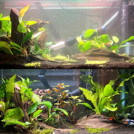 Get-Crystal-Clear-Fish-Tank-Water-Easy