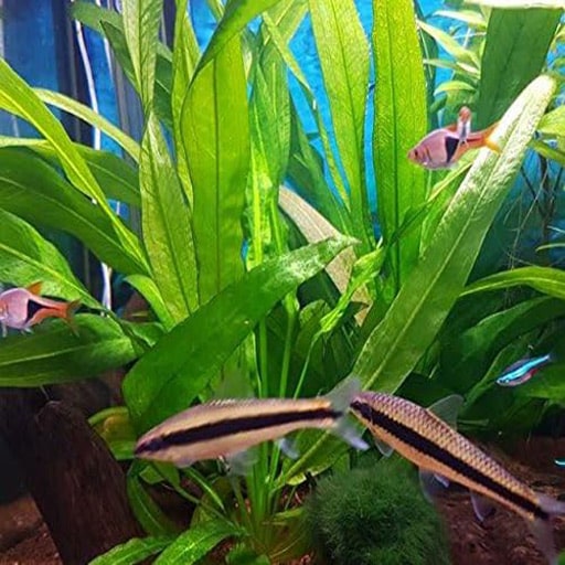 amazon-sword-live-plant-in-fishtank