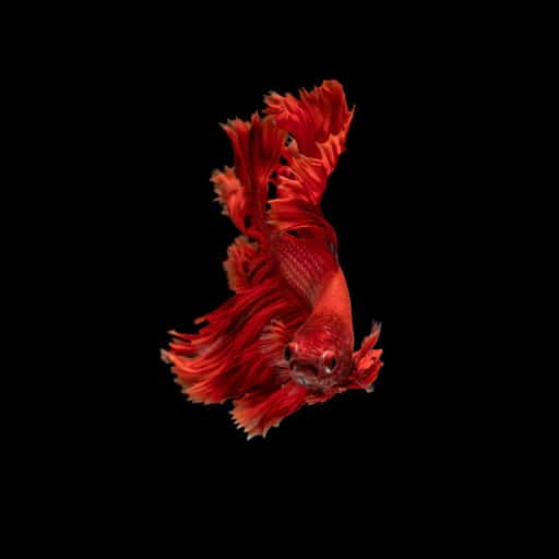 betta-fish