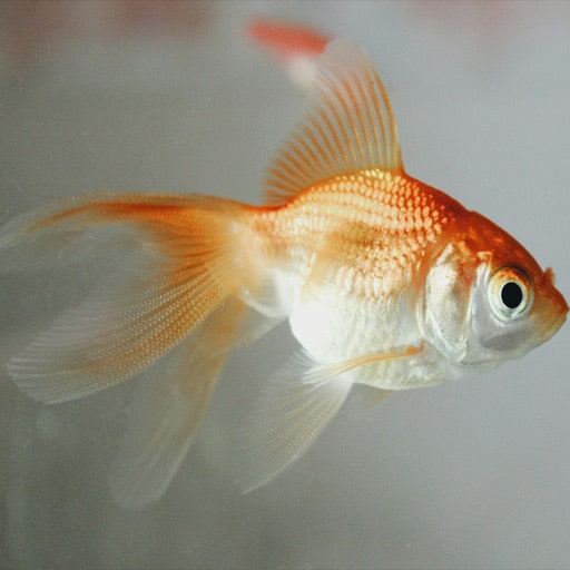 goldfish