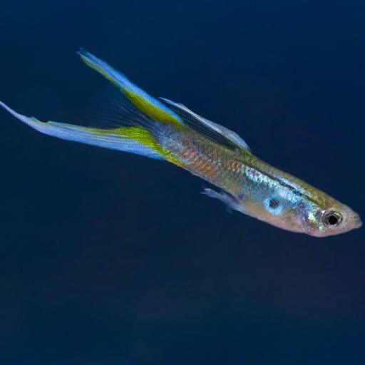guppy-fish