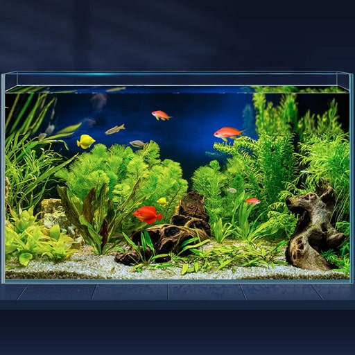 how-to-make-fish-tank-water-clear