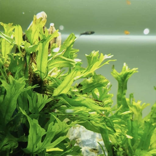 java-ferm-live-plant-in-fish-tank