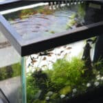 starting-a-fish-tank-for-beginners