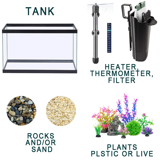 starting-a-fish-tank-for-beginners