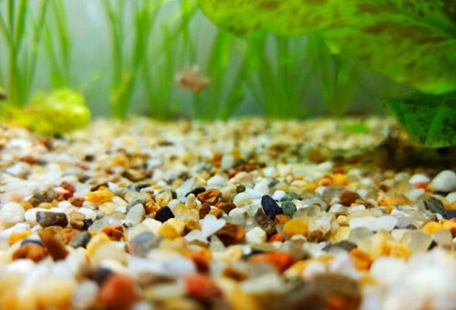 How Much Aquarium Gravel Do I Need