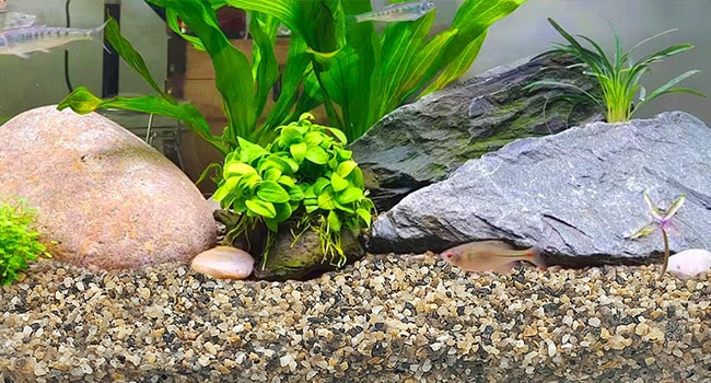 fish tank gravel example