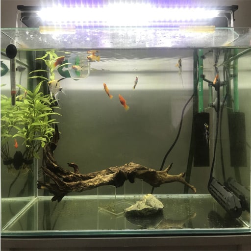 bare-bottom-fish-tank