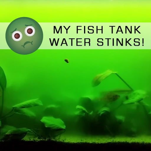 my-fish-tank-water-stinks-fish-tank-faq
