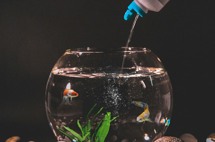 how-to-bring-aquarium-ph-down-easy-2